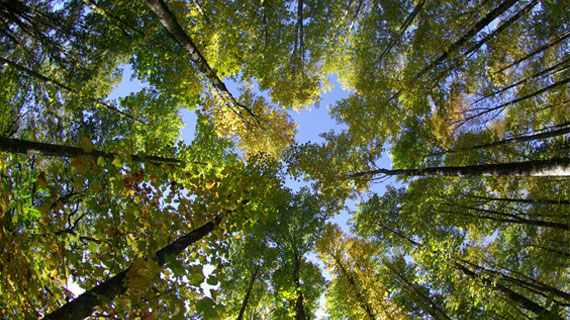 Bois et forêts, un patrimoine à valoriser